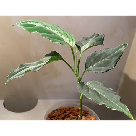 Aglaonema pictum "BB4.5th" BNN from Sibolga timur [AZ0617-43] No4