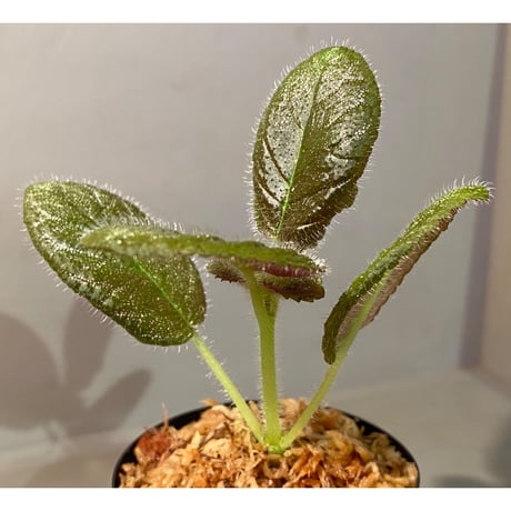 Gesneriaceae, Episcia lilacina from Colombia 2016 [tanakay]