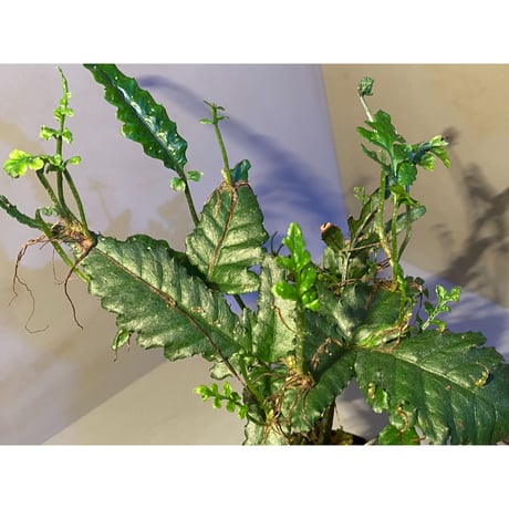 (大株) Bolbitis sp. from Siberut [LA]