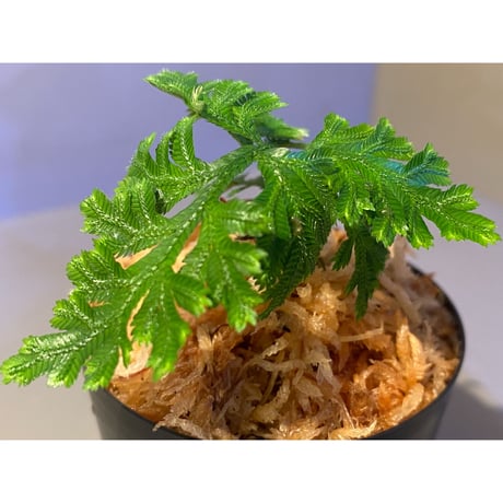 Selaginella biformis [STRINGE PLANTS]