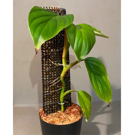 Philodendron sp. from Iquitos Peru [tanakay]