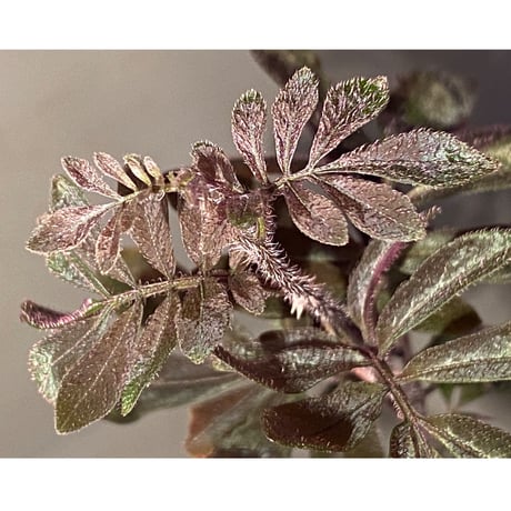 Solanum uleanum ②