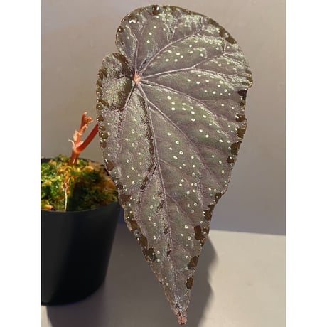 Begonia integrifolia from Satun Thailand