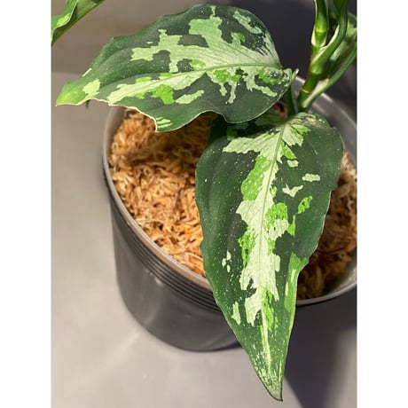 Aglaonema pictum Fusou(扶桑) 元祖DFS from Sumatera Barat [AZ0413-4]