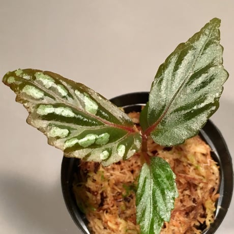 Begonia sp. from Sarawak "Gunmetal"