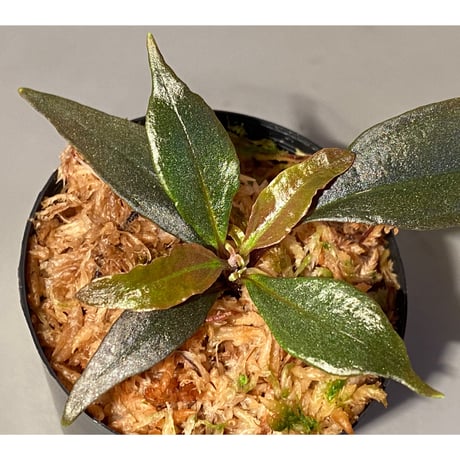 Medinilla sp. from Irian Jaya Papua