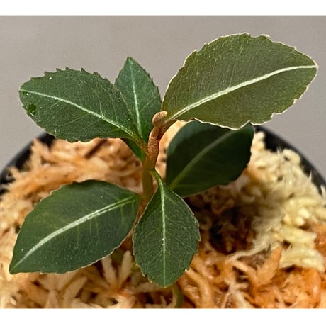 Labisia pumila from Cameron Highlands