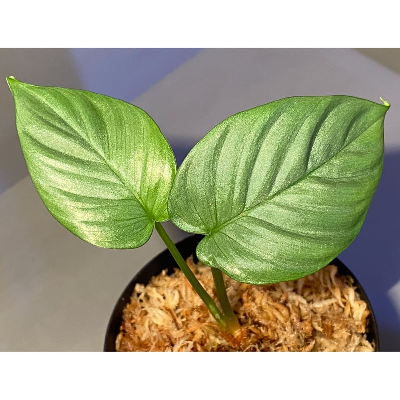 熱帯植物　Homalomena sp. Aceh sumatera ビロ蛇腹 熱帯植物 Homalomena sp. Aceh sumatera ビロ蛇腹 熱帯植物 Homalomena