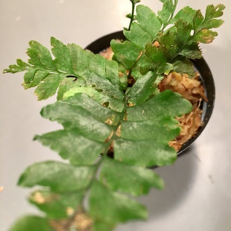 Asplenium sp. from Chiang Mai [TK280518-2]タグ付き