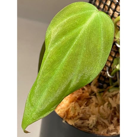 Philodendron micans