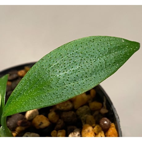 Homalomena hasei "狐尾" from Aceh sumatera [LA0616-04]