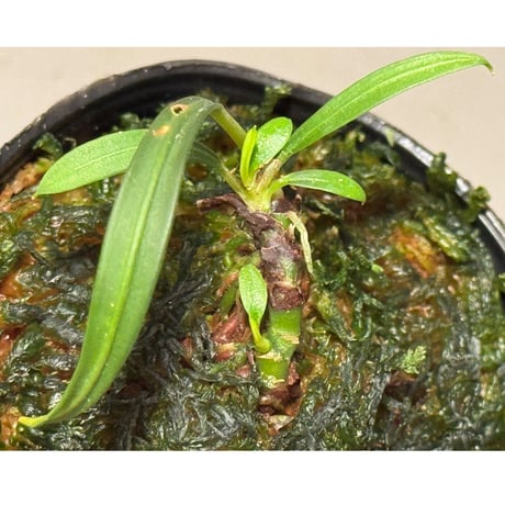 Aridarum cf. montanum from Sanggau West Kalimantan