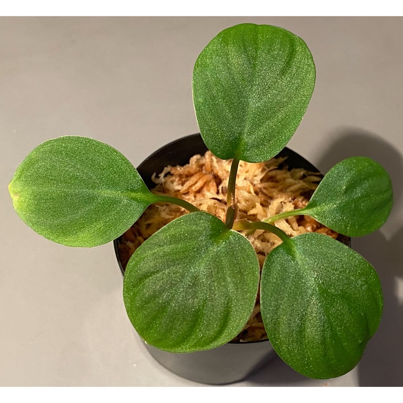 ホマロメナ sp.Padang Sidempuan Sumatra Utara Homalomena sp. from