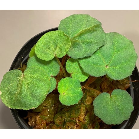 Begonia sp . Blue type from Malay Peninsula [KN]