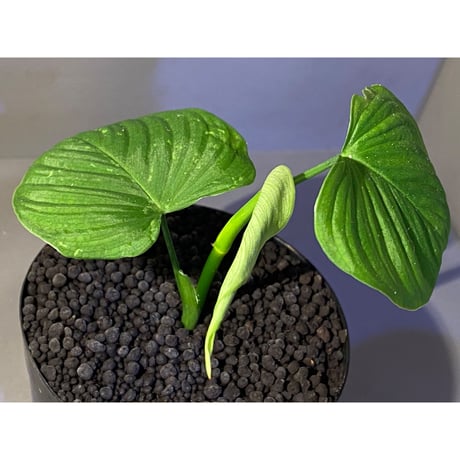 Philodendron fibraecataphyllum
