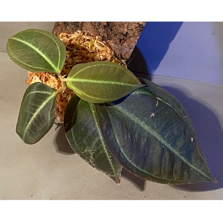 Pachycentria sp. from Selangor