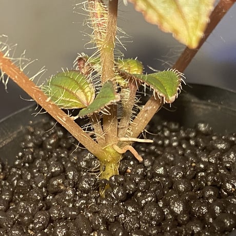 Phyllagathis sp. from Cao Bang Viet Nam [R1217-02]