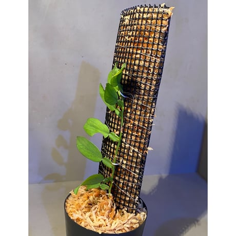 Epipremnum sp. from Trat Thailand