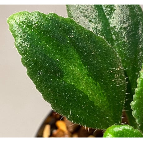 Primulina sclerophylla