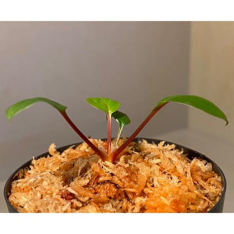 Homalomena terajaensis "Labi" Brown Brunei [TB]