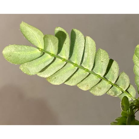 Biophytum sp. BB8th [LA]