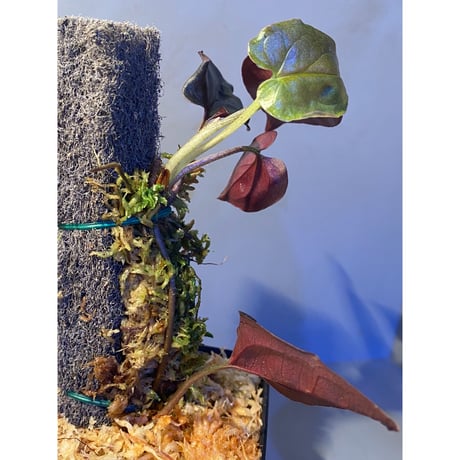 Syngonium sp. from Choco Colombia [tanakay]