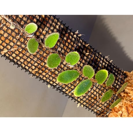 Pyrrosia nummularifolia from Santa Fe Luzon Philippines [KSB]