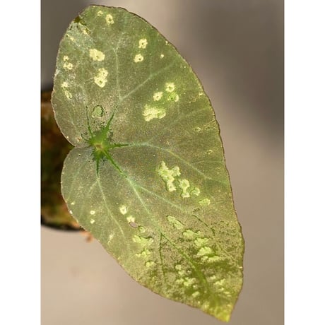 Begonia Variabilis from Dabong [TK150717]