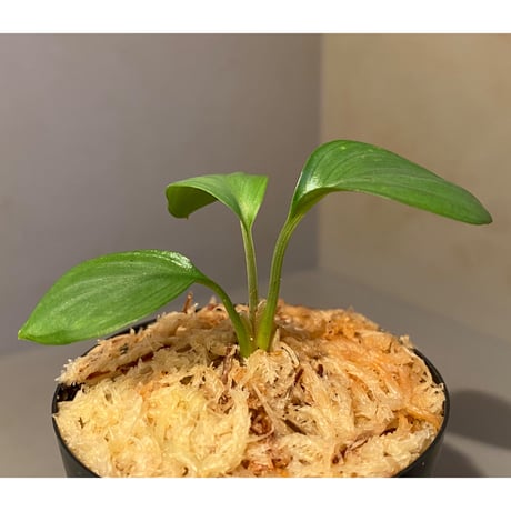 Homalomena sp. Aceh Silver from Aceh sumatera [LA0613-00]