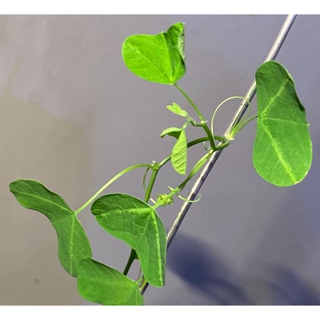 Passiflora apetala from Costa Rica