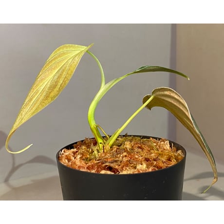 Philodendron melanochrysum ①
