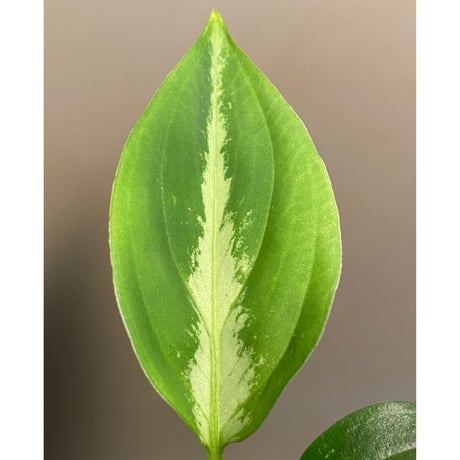 Aglaonema pictum "Hierophant-Green" 法皇緑 from Sumatera Barat [AZ0512-X]