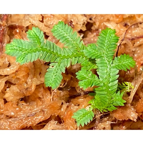 Selaginella biformis [STRINGE PLANTS]
