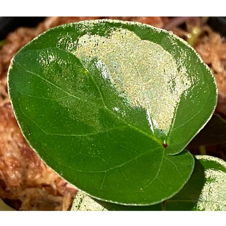 Unknown from Iquitos Peru [tanakay]