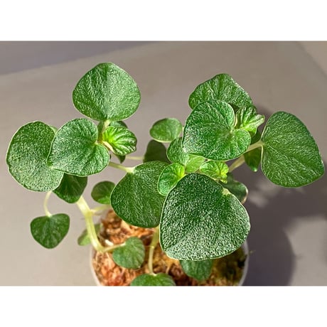 Peperomia sp. from Iquitos Peru [tanakay]