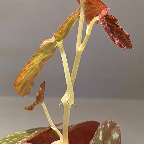 Begonia variabilis from Khao Luan Thailand [TK]
