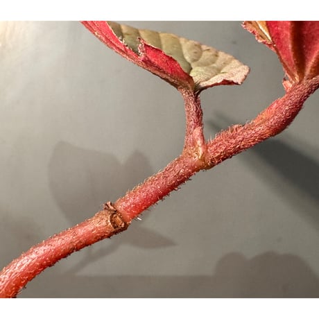 Begonia sp. from Kapuas hulu West Kalimantan