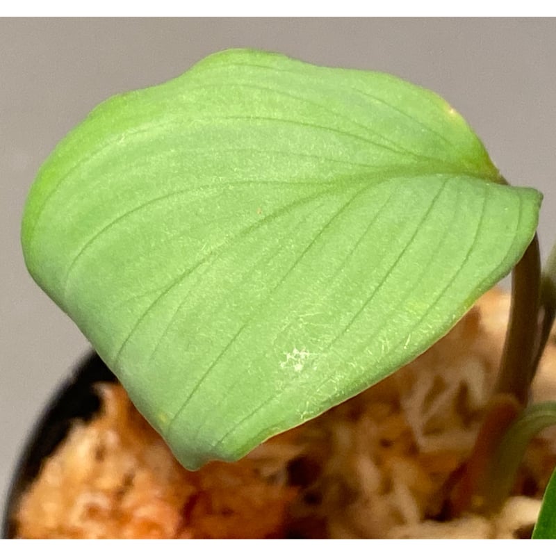 Homalomena sp. Aceh Silver from Aceh sumatera [