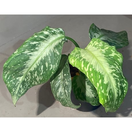 スキスマトグロッテイス | STORES