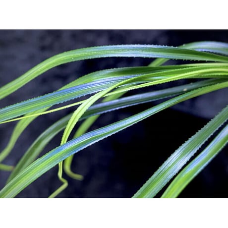 Mapania sp. from "Nanga pinoh" Melawi Kalimantan barat [TB] ①