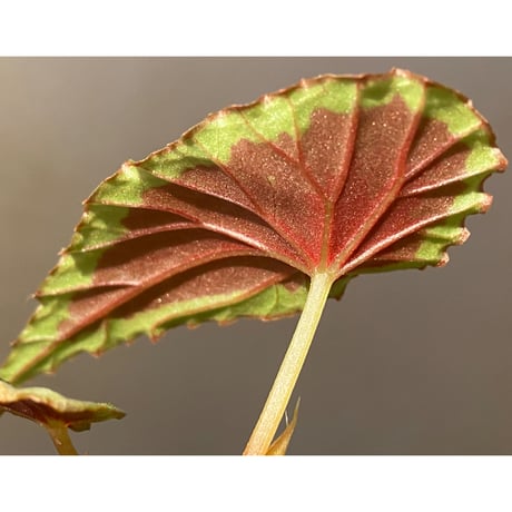 Begonia cf. baramensis