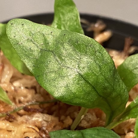 Microsorum sp. "Timika" Papua [TB]