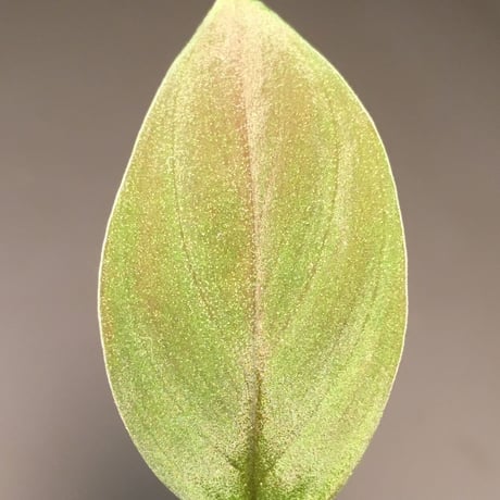 Homalomena sp. from Kapuas Hilir