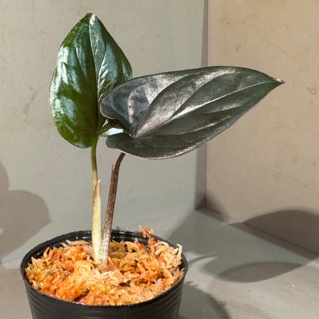 Syngonium sp. from Choco Colombia [tanakay]