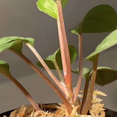 Homalomena sp. from Bukit Fraser [KN]
