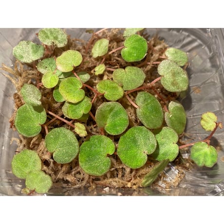 Begonia lichenora (sp.Mini) from Kalimantan Sarawak border [LA]
