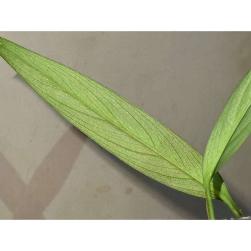 Borneoa gampsospadix スキスマグロッティスMIDOLLICA AQUA TAKE-E