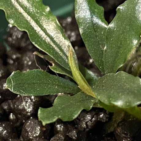 Bucephalandra catherineae