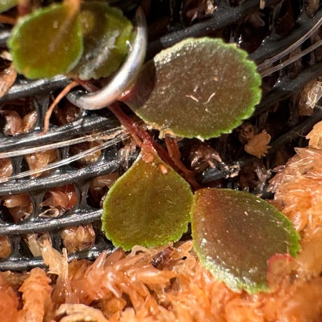 Marcgravia sp. from Tarapoto Peru