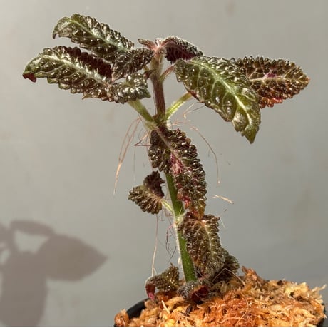 Nautilocalyx sp. 伊藤蟻植物農園
